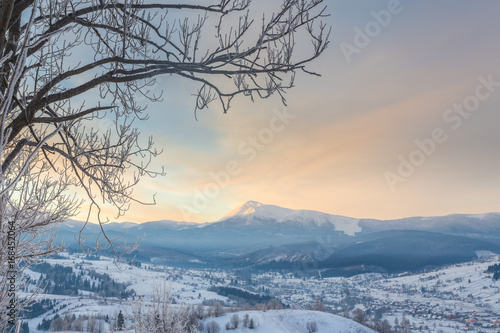 pine tree in winter at sunset in the mountains.