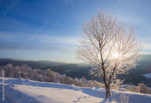 Winter landscape with lots of snow and trees