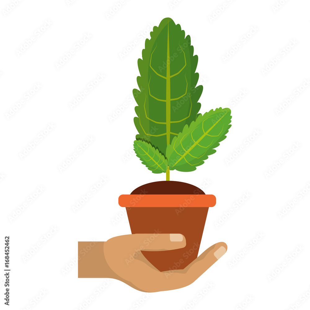 Obraz premium Plant in pot vector illustration