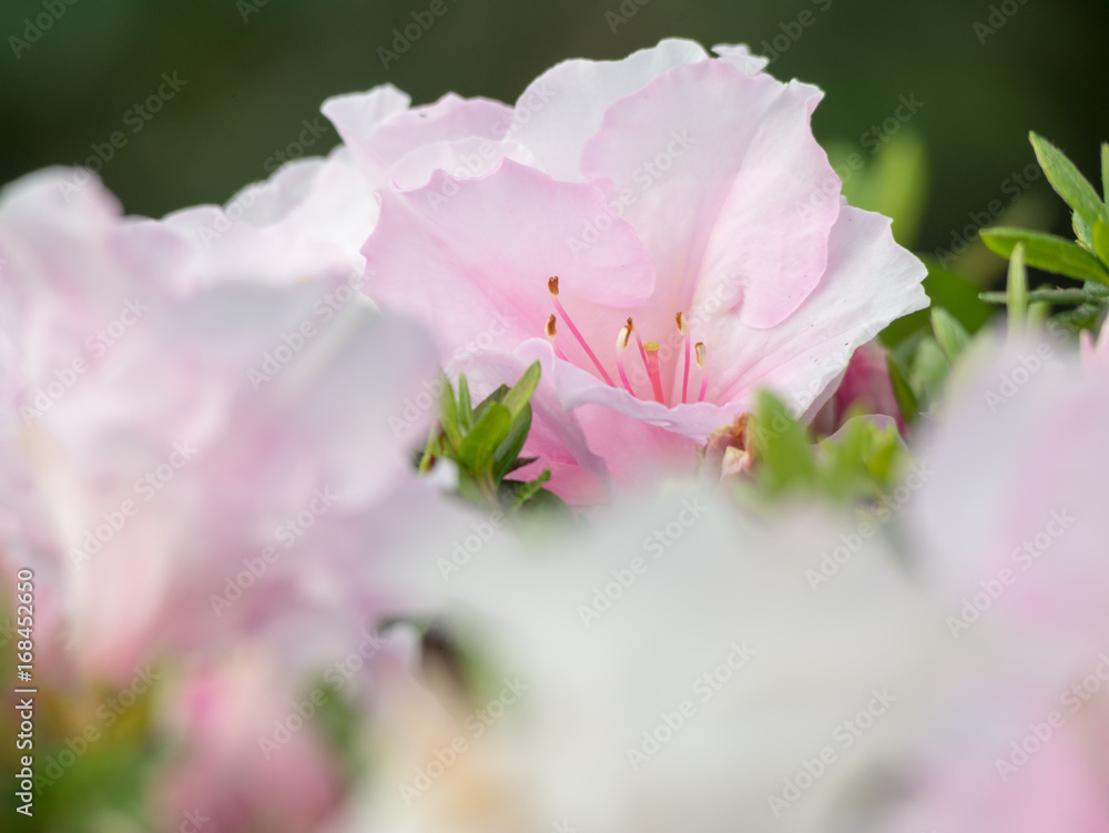 Obraz premium Azalea