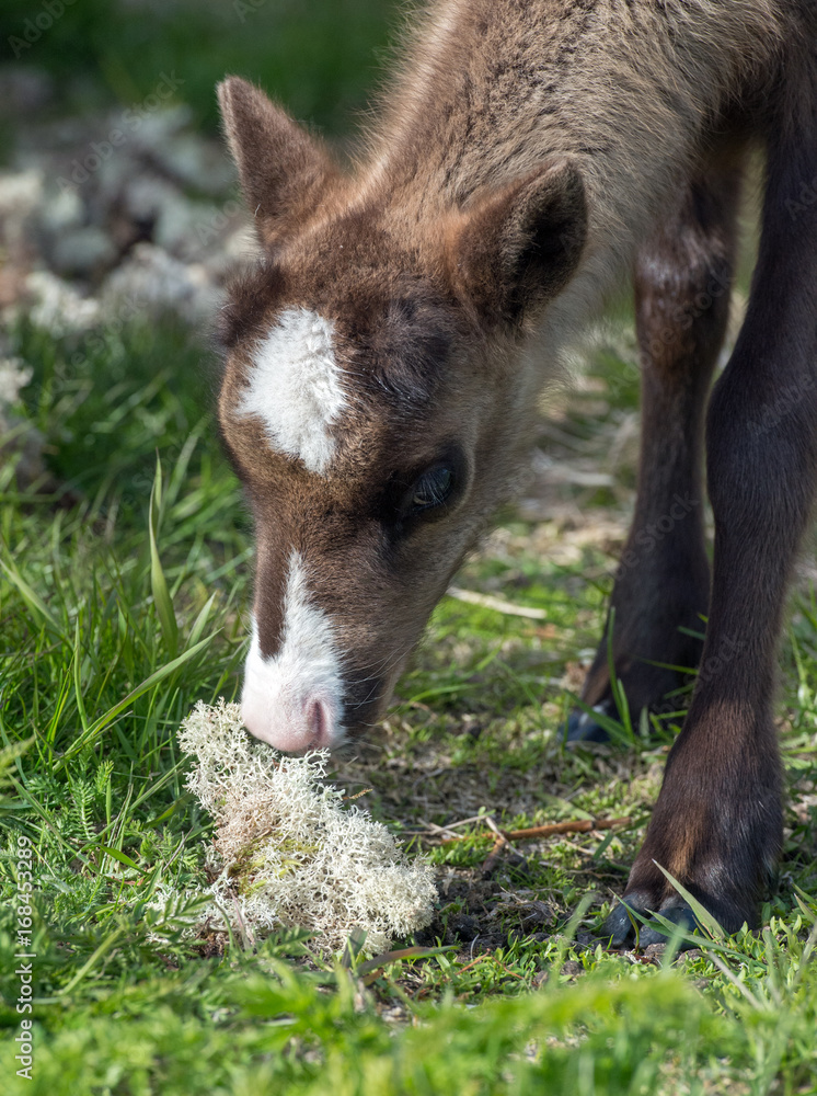 Fototapeta premium calf of a reindeer,Norway 