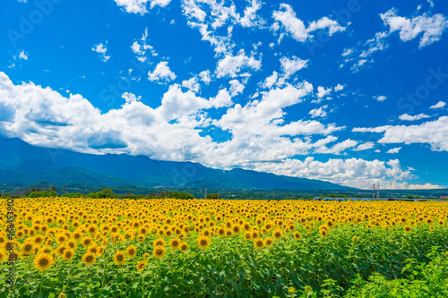 Akeno Sunflower Field under Summer Sky – Radiant Rural Landscape (2017)