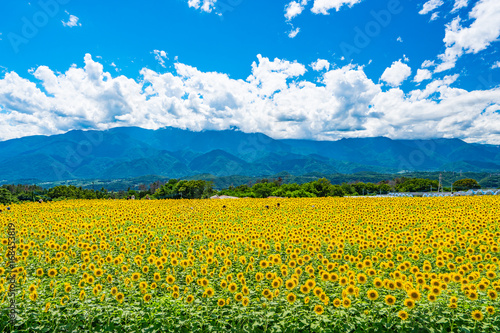 Akeno Sunflower Field under Summer Sky – Radiant Rural Landscape (2017)