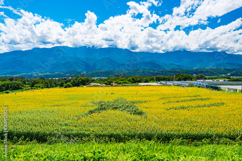 Akeno Sunflower Field under Summer Sky – Radiant Rural Landscape (2017)