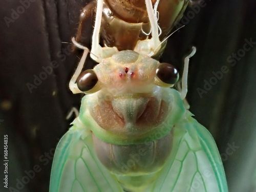 Φωτογραφία Closeup of cicada's face during emergence
