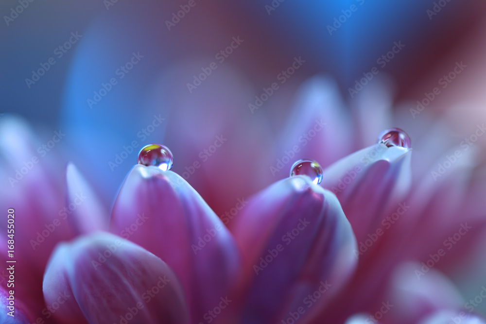 Gentle romantic artistic image. Soft pastel background blur .Reflection of the flower in the dew drop.Shallow depth of field.Modern art.Close up.Abstract macro photo with water drops. - obrazy, fototapety, plakaty 