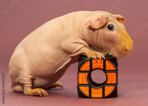 Canvas Print Skinny guinean pig