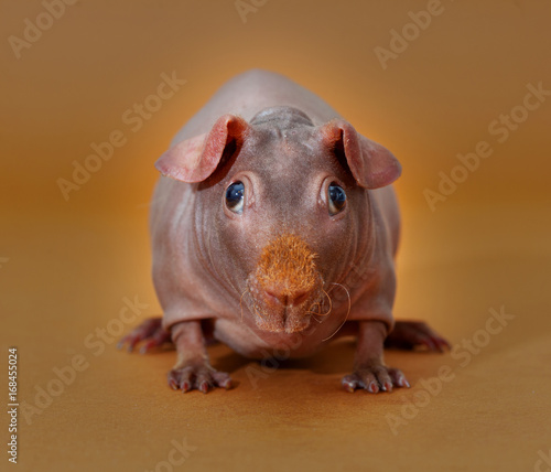 Skinny guinean pig