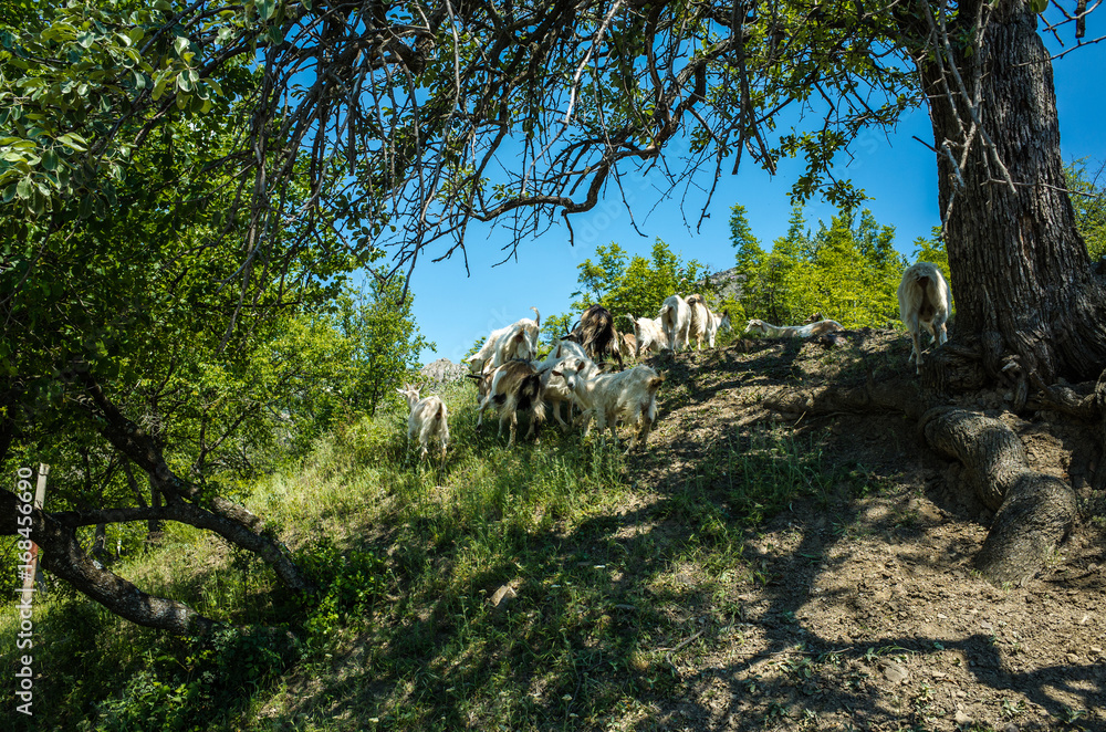Herd of goats in the mountains, Zelenogorye Herd of goats in the mountains, Zelenogorye