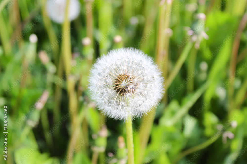 Fototapeta premium White umbrellas of a dandelion