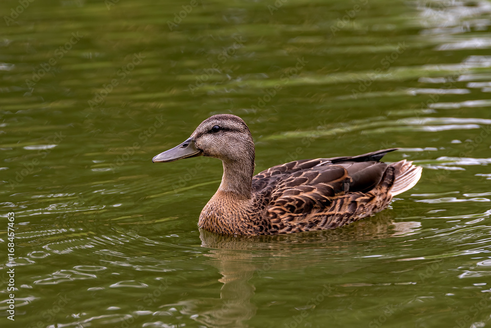 Lone Female Mallard Duck Swimming in Pond Lone Female Mallard Duck Swimming in Pond
