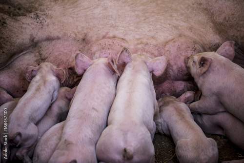 Group of small piggies drinking mothers milk