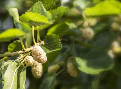 Photos White mulberry fruit ready for picking