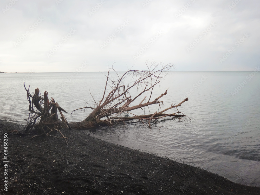 View of the lake in the steppe. The tree lies on the shore. Overcast. Evening. View of the lake in the steppe. The tree lies on the shore. Overcast. Evening.