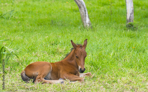 baby horse lying