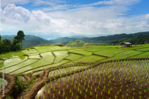 Rice fields and terraces