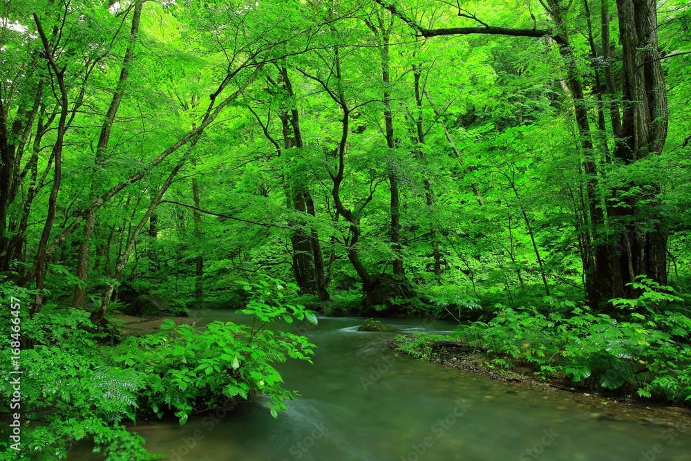 Obraz premium 夏の奥入瀬渓流