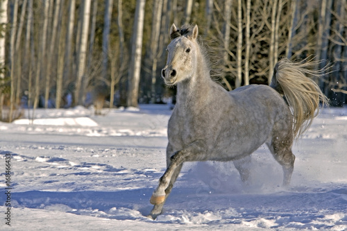 Fototapeta Naklejka Na Ścianę i Meble -  Purebred gray Arabian Mare, galloping in snow