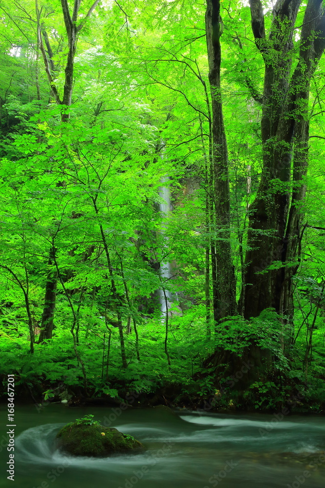 Obraz premium 夏の奥入瀬渓流