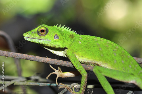 green lizard