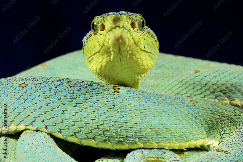 Fototapeta premium Green jararaca, Bothrops bilineatus bilineatus