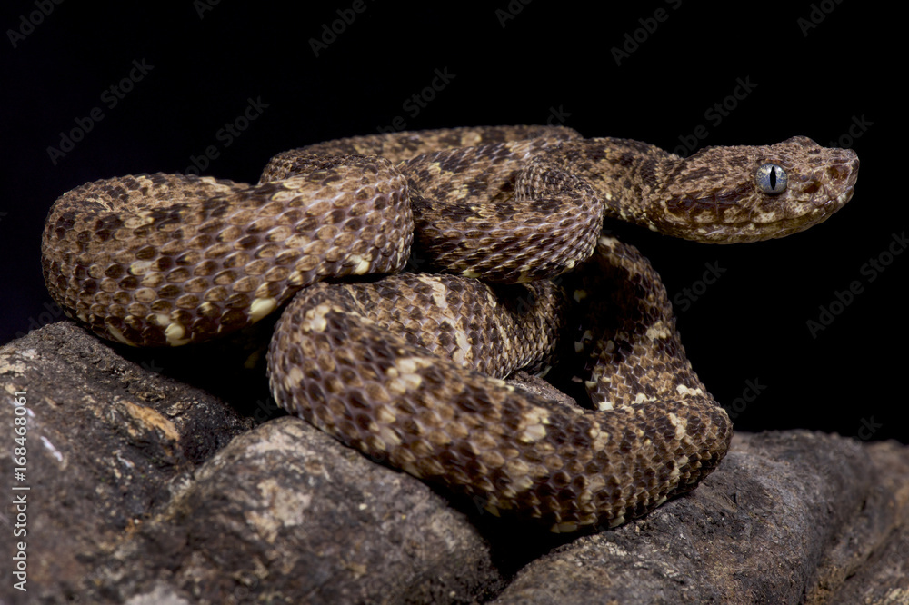 Obraz premium Speckled forest-pitviper, Bothriopsis taeniata taeniata