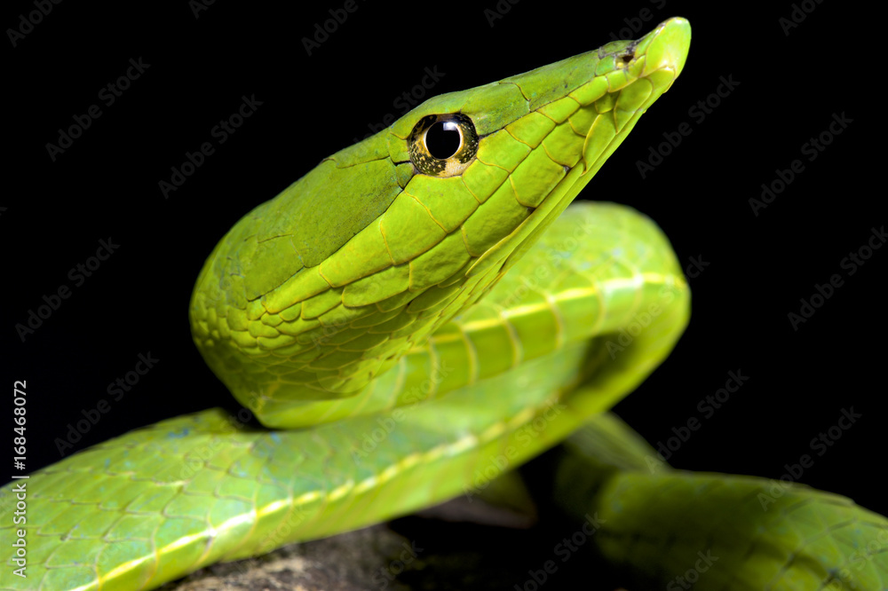 South American green vine snake, Oxybelis fulgidus South American green vine snake, Oxybelis fulgidus
