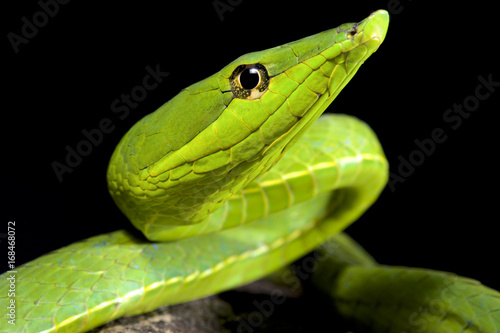 South American green vine snake, Oxybelis fulgidus