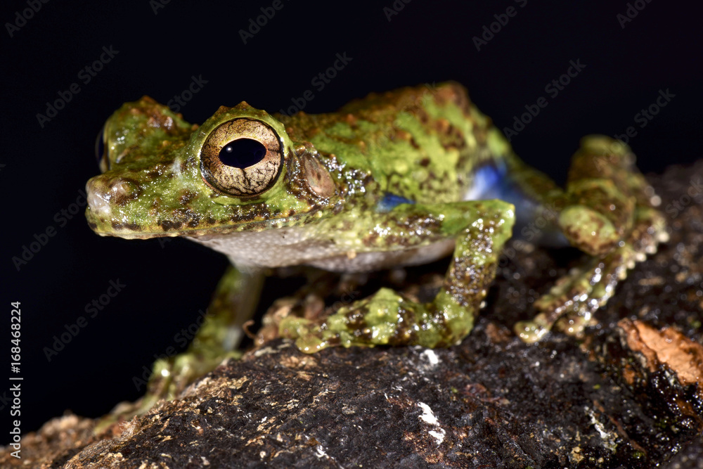 Obraz premium Forest Bromeliad Treefrog, Osteocephalus cabrerai