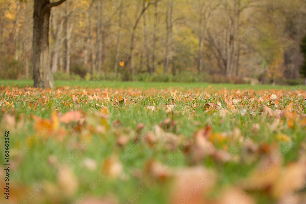 Obraz premium Background of colorful autumnal leaves