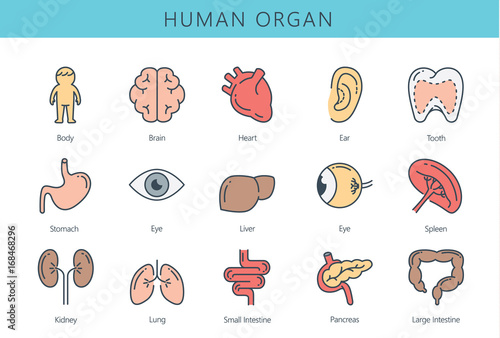 Human internal organ icon collection. Illustration about medical and anatomy.