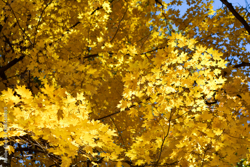 Autumn in the park Beautiful Fall Colors, Leaves and trees up north. Golden Autumn. Autumn in the park Beautiful Fall Colors, Leaves and trees up north. Golden Autumn.