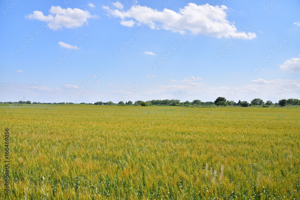 Wheat field in Japan Wheat field in Japan