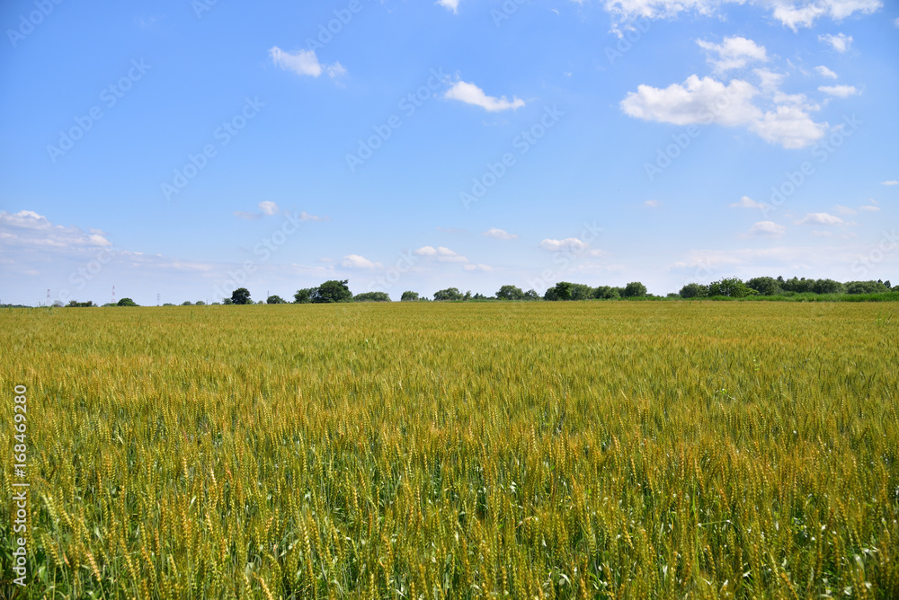 Wheat field in Japan