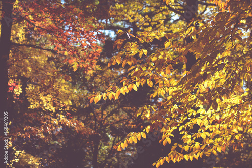 Fototapeta Naklejka Na Ścianę i Meble -  Autumn in the park  Beautiful Fall Colors, Leaves and trees up north. Golden Autumn.