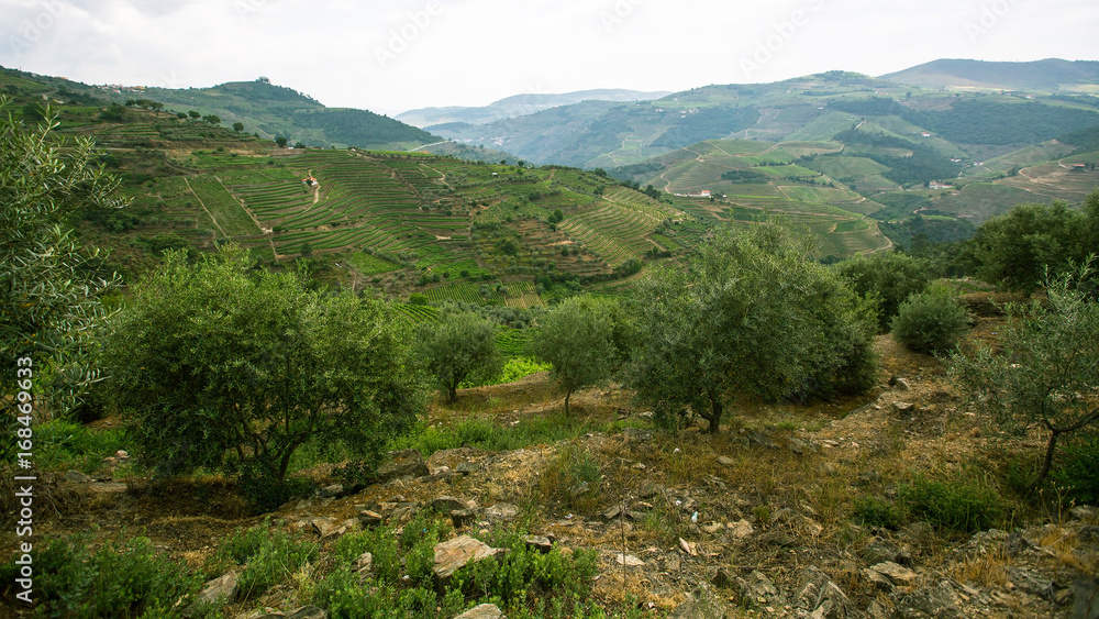 Hills of Douro Valley, Portugal.