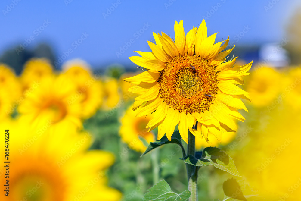 Fototapeta premium Bright young sunflower yellow without seeds on a background of a blurry sunflower field and a blue sky on a bright sunny summer day