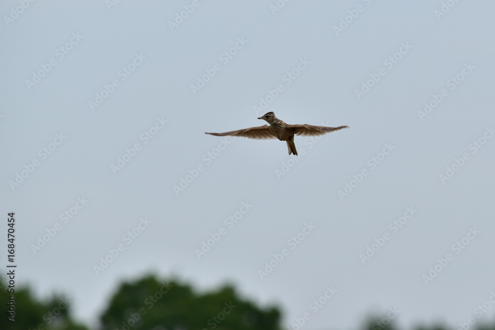 Obraz premium ひばりのホバリング