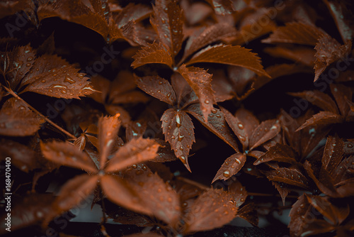 Brown leafs of Five-leaf vines Parthenocissus quinquefolia with drops of rain on top. Close up photography with macro view