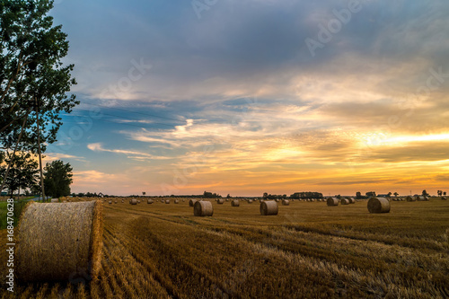 Fototapeta Field of cereal after harvest at sunset.