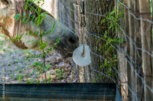 Fototapeta Naklejka Na Ścianę i Meble -  Cheval qui lèche un bloc de sel.