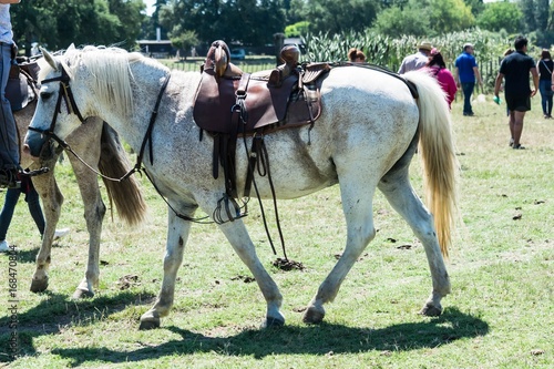 Cheval de gardian. photo