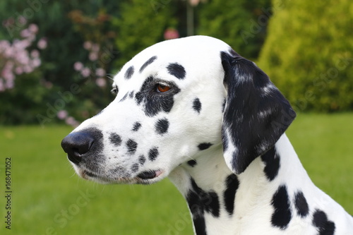 Edler Hund  Dalmatiner im Park
