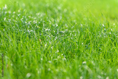Background green grass