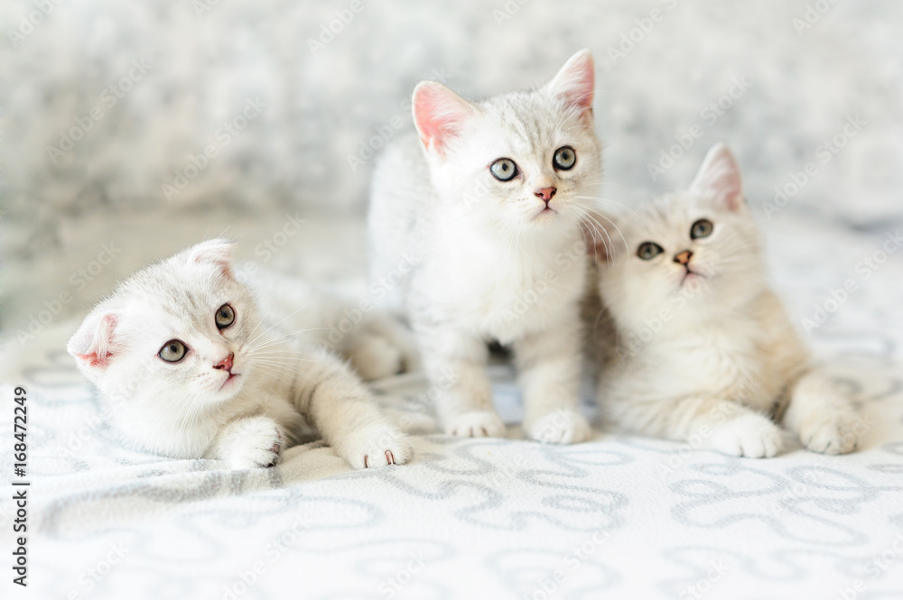 three kittens on sofa