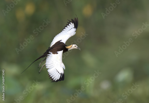 Pheasant tailed Jacana  © tahir