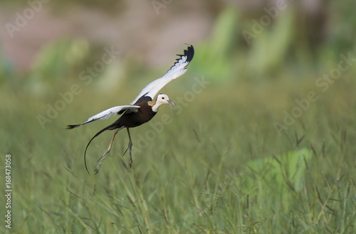 Pheasant-tailed Jacana © tahir