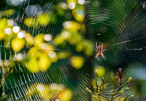 red spider in the web on beautiful forest bokeh