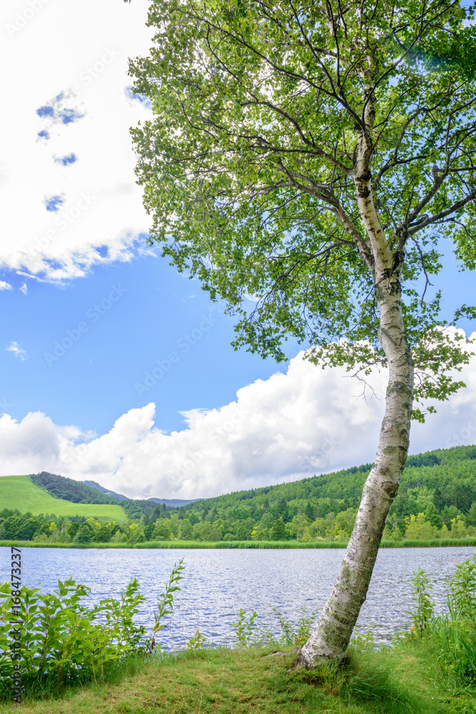 Obraz premium 湖畔の風景