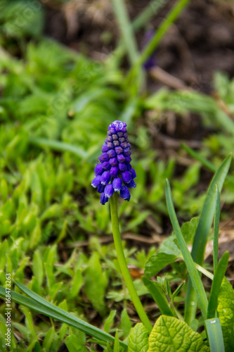 Muscari blue grape hyacinth flower in garden